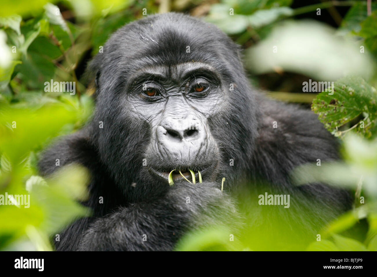 Gorilla treking in the mountains of Bwindi forest Impenetrable national park. Uganda. Africa. Stock Photo