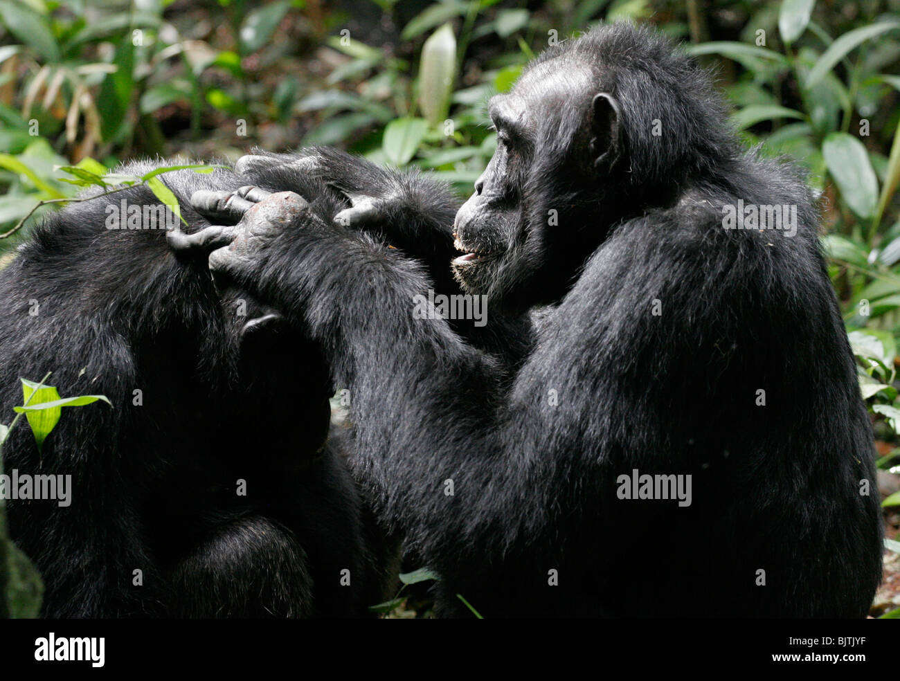 Kara and Bwiso. Male chimps over 30 years old. Chimpanzee tracking. Kibale national park. Uganda Stock Photo