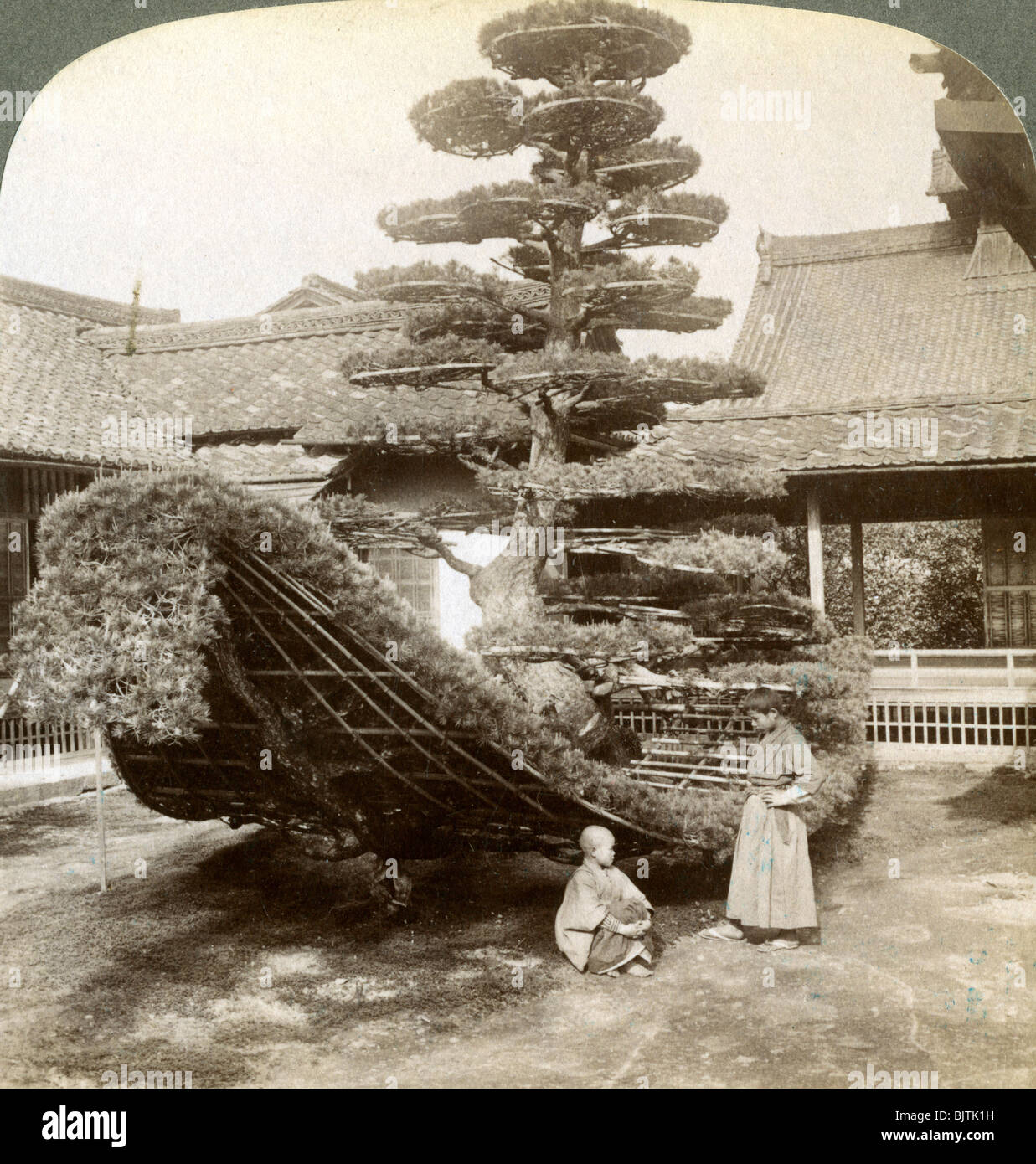 A single pine trained into the shape of a boat, Kinkaku-ji Monastery, Kyoto, Japan, 1904. Artist: Underwood & Underwood Stock Photo