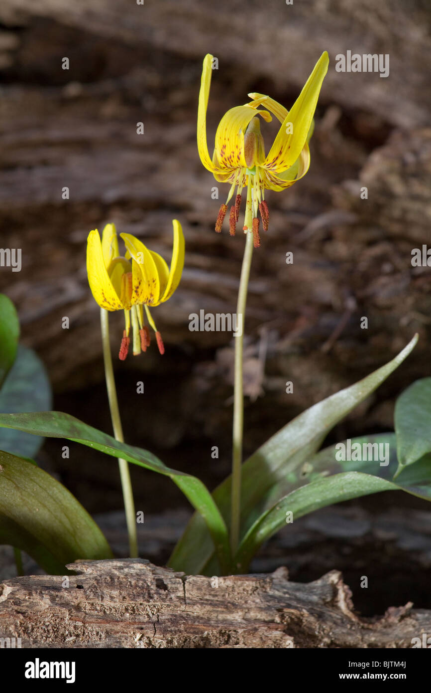 Stone mountain park hires stock photography and images Alamy