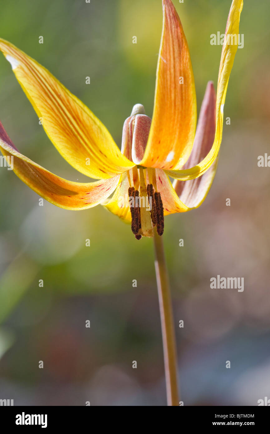 yellow trout lily (Erythronium americanum), Stone Mountain Park, USA Stock Photo Alamy