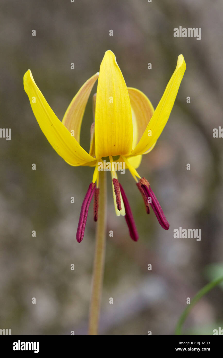 yellow trout lily (Erythronium americanum), Stone Mountain park Stock Photo Alamy