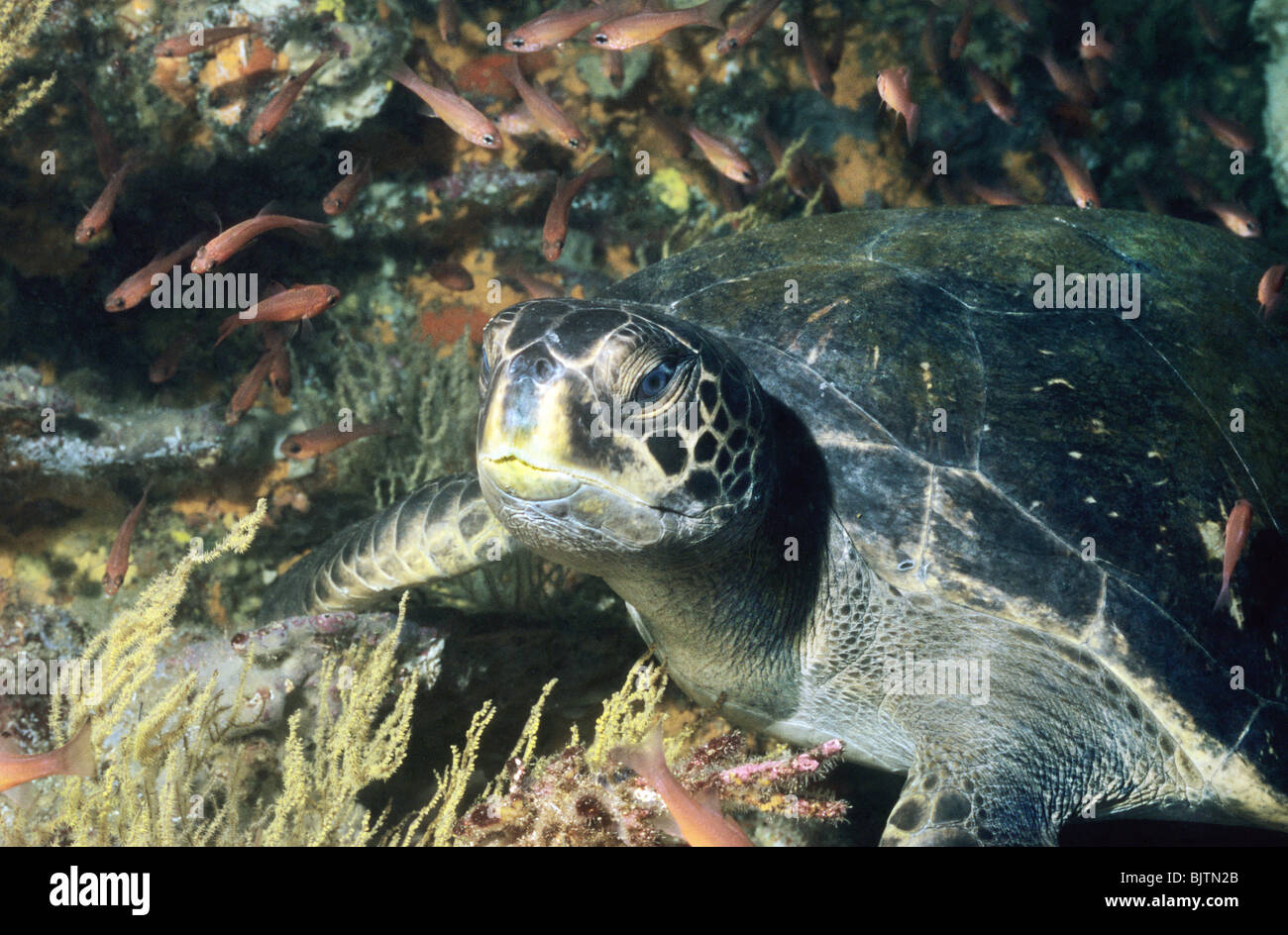 Green Sea Turtle. Chelonia Mydas. Sea Turtle underwater off the Galapagos Islands. Underwater photography. Stock Photo