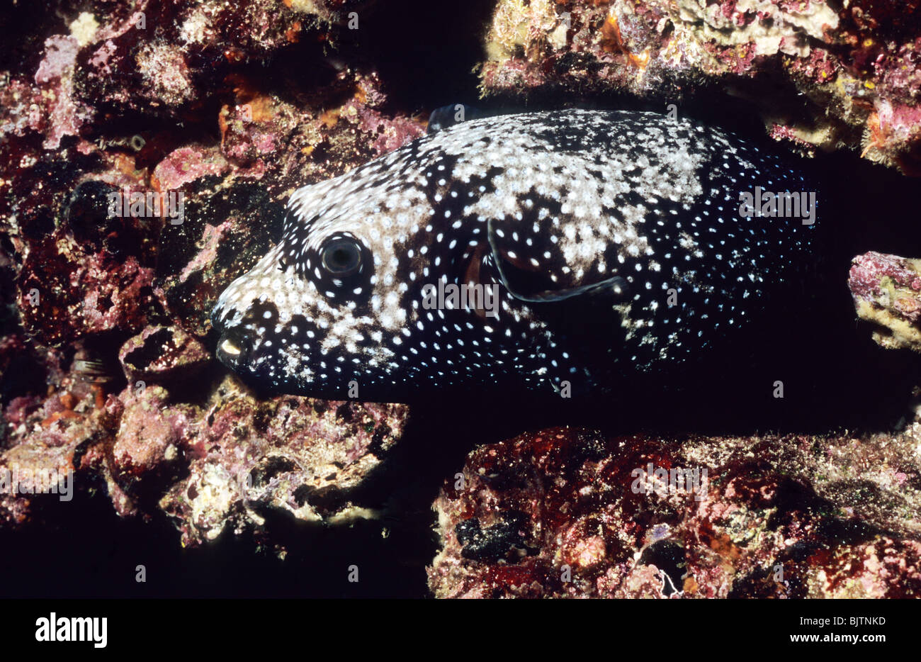 Guineafowl puffer fish. Underwater marine life off the Galapagos