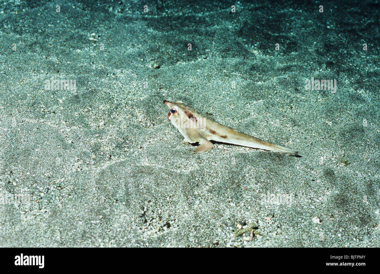 Red Lipped Batfish. Underwater marine life off the Galapagos Islands. Underwater photography. Stock Photo