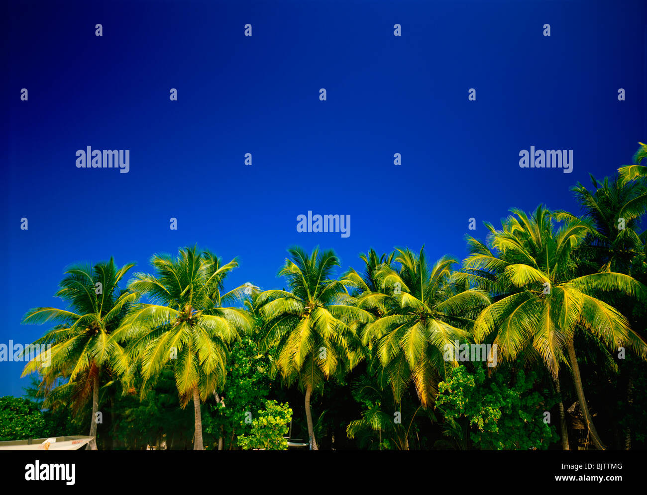 coconut-palm-trees-stock-photo-alamy