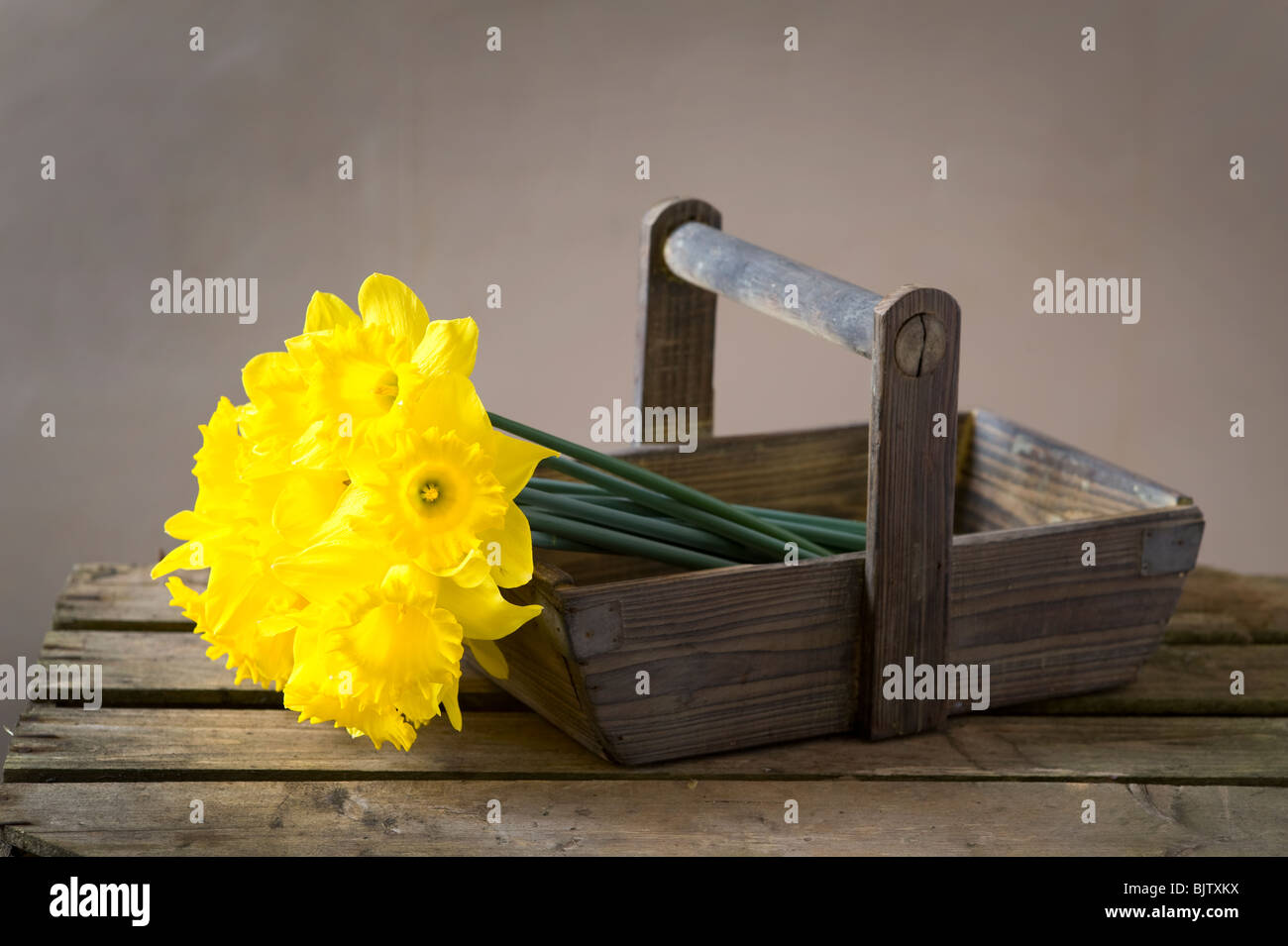 vintage wooden garden trug containing a bunch of daffodils Stock Photo