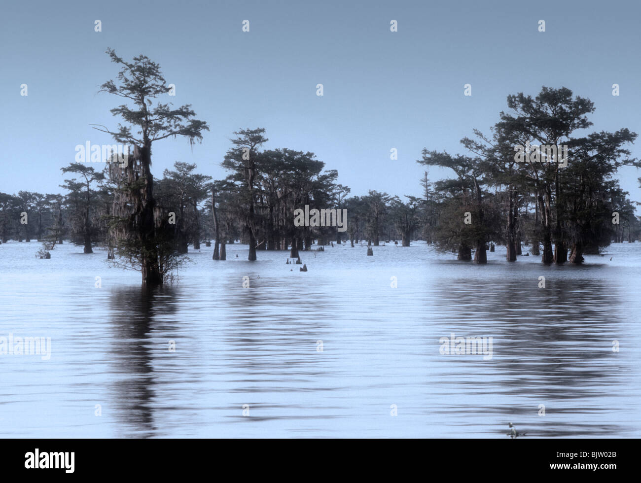 Atchafalaya Swamp Louisiana the largest in the USA Stock Photo Alamy