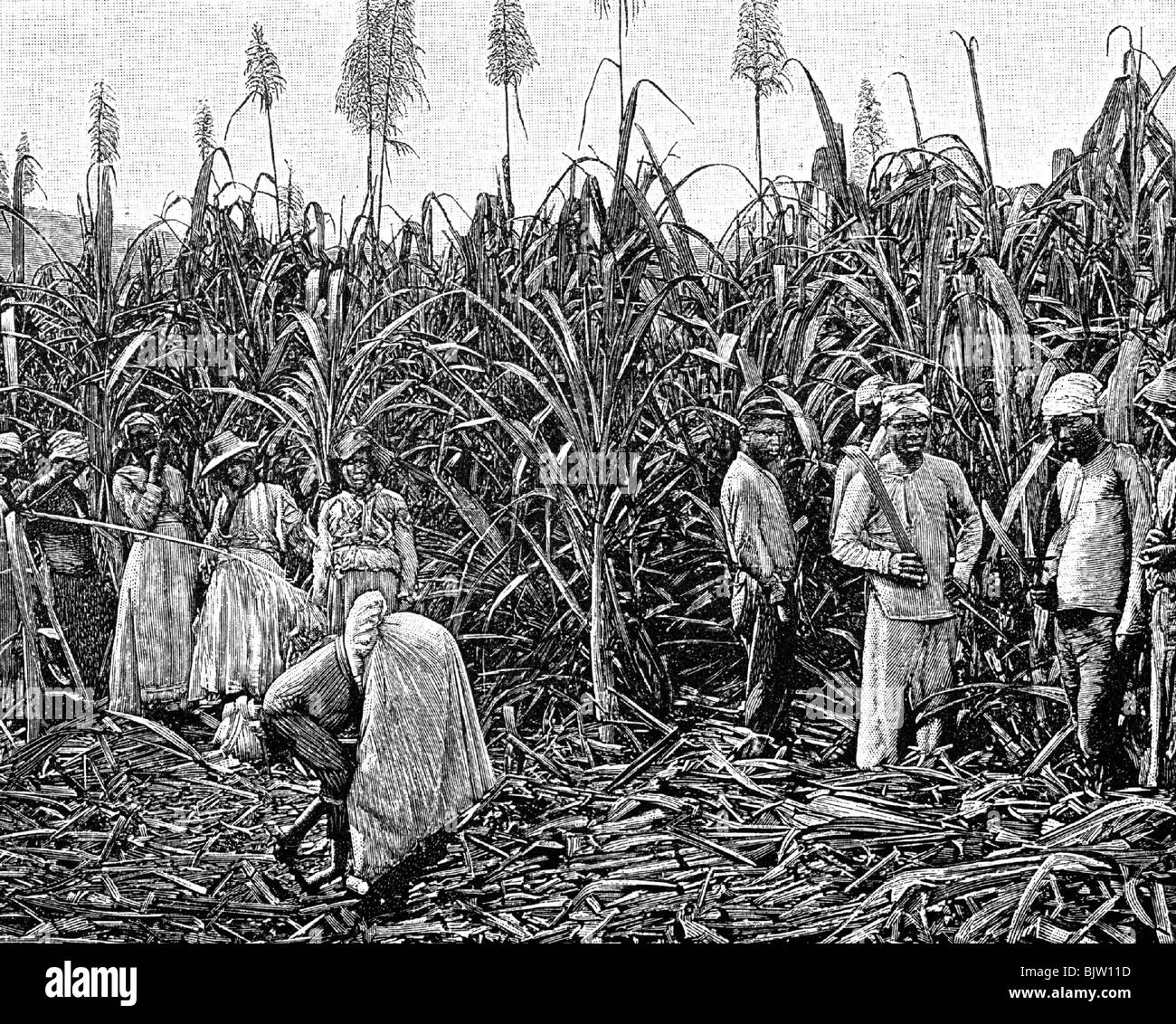 food, sugar, sugarcane, harvest, South America or Caribbean, wood engraving, 19th century, historic, historical, the Caribbean Sea, field, farming, agriculture, cultivation, field work, fieldwork, agricultural work, farm labour, agricultural labourer, peasant labourer, agricultural labourers, peasant labourers, farmhand, people, Stock Photo