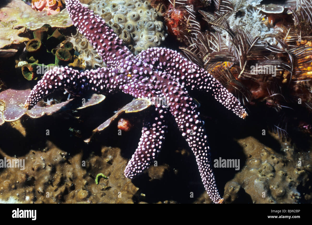 Purple Sunstar. Star fish. Underwater marine life off the Galapagos Islands. Underwater photography. Stock Photo