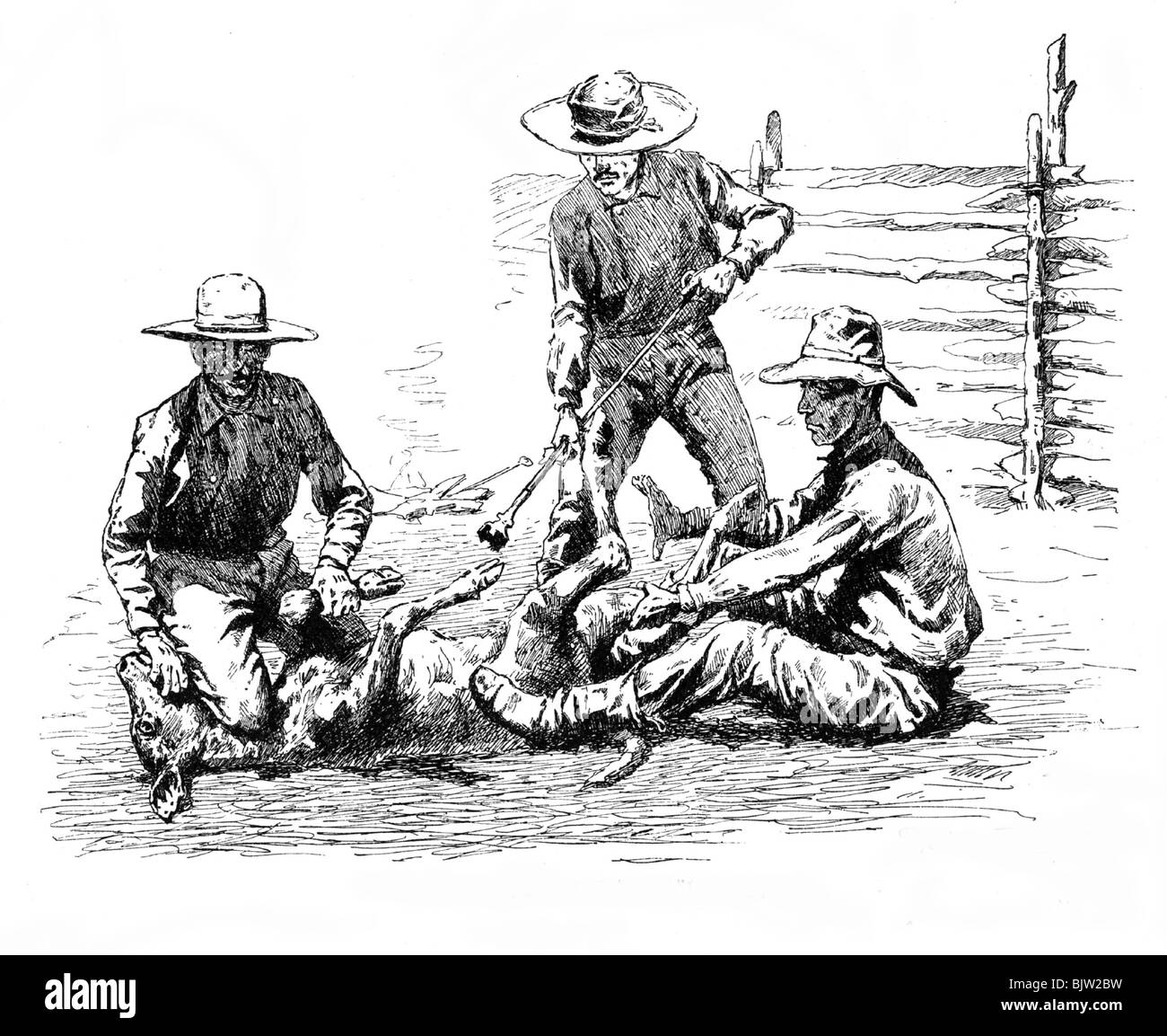 geography / travel, United States of America, people, cowboys, branding of a calf, drawing by Frederic Remington, 19th century, historic, historical, calves, branding iron, cattle, cow, bull, Wild West, pioneers, settler, settlers, profession, agriculture, stock farming, factory farming, Stock Photo