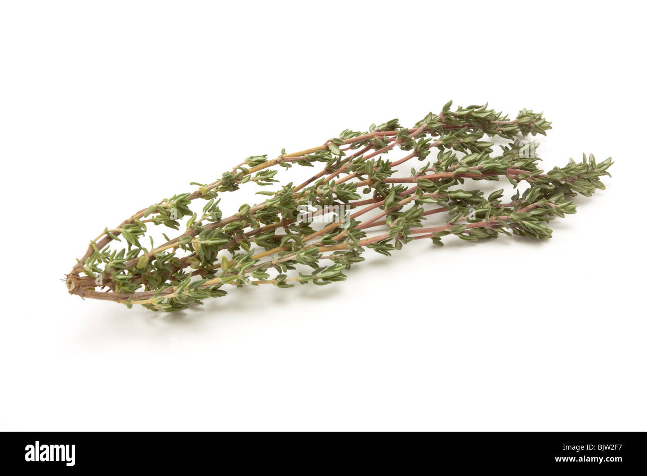 Sprig of Thyme from low perspective isolated against white background