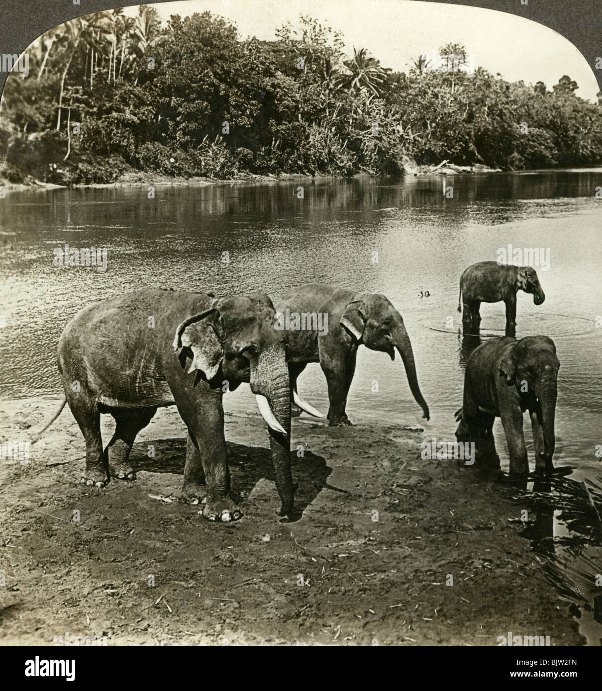 Elephants, Sri Lanka (Ceylon).Artist: Underwood & Underwood Stock Photo