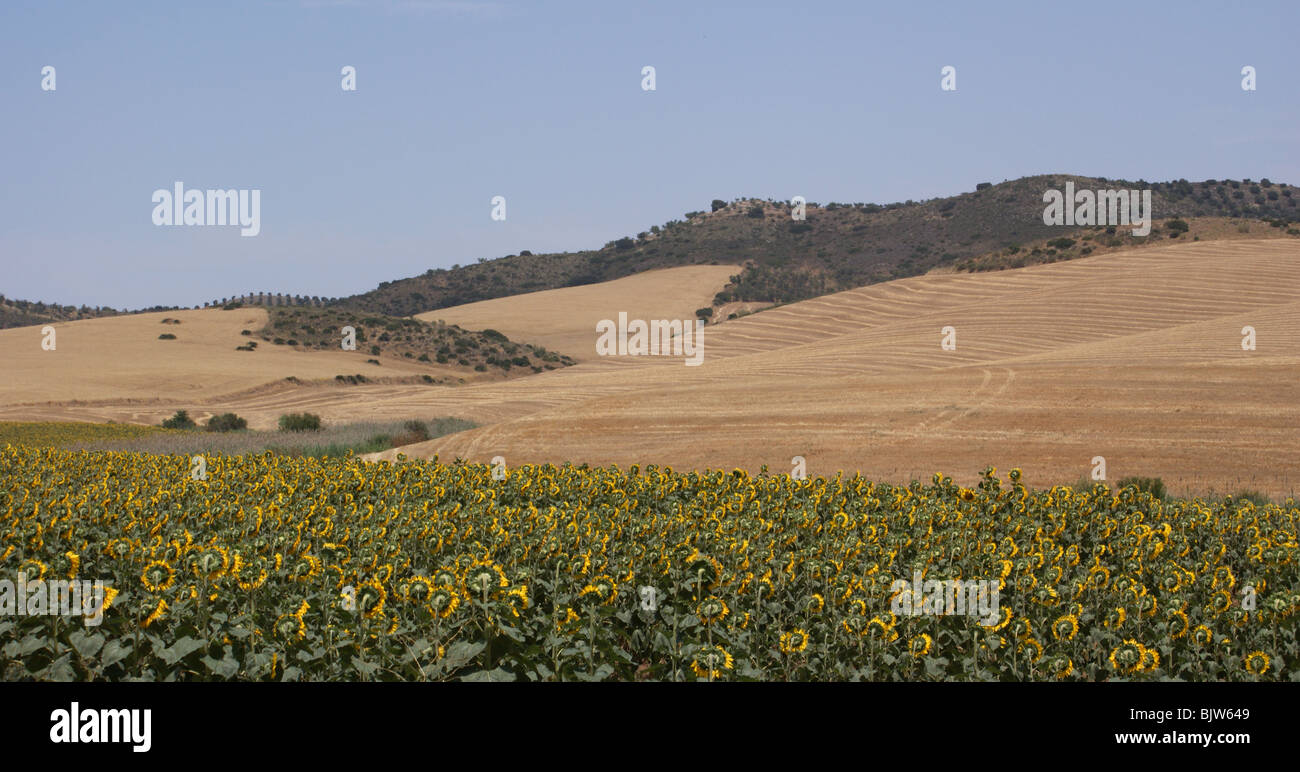 FARMING SUNFLOWER FIELD ANDALUCIA SPAIN WITH AN OLIVE GROVE ON THE HILL Stock Photo