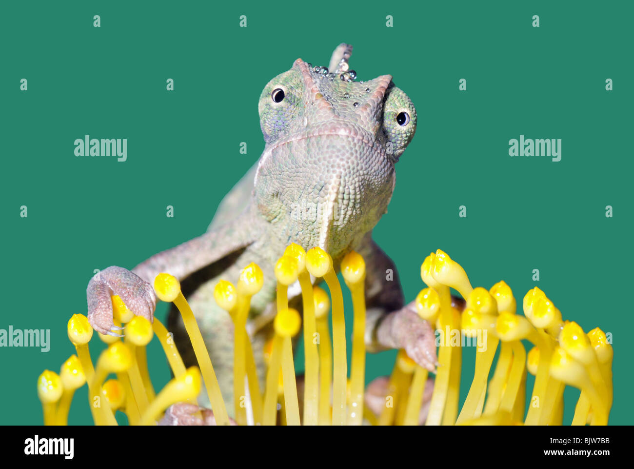 portrait of a young yemen/veiled chameleon(chameleo calyptratus) on a flower. Stock Photo