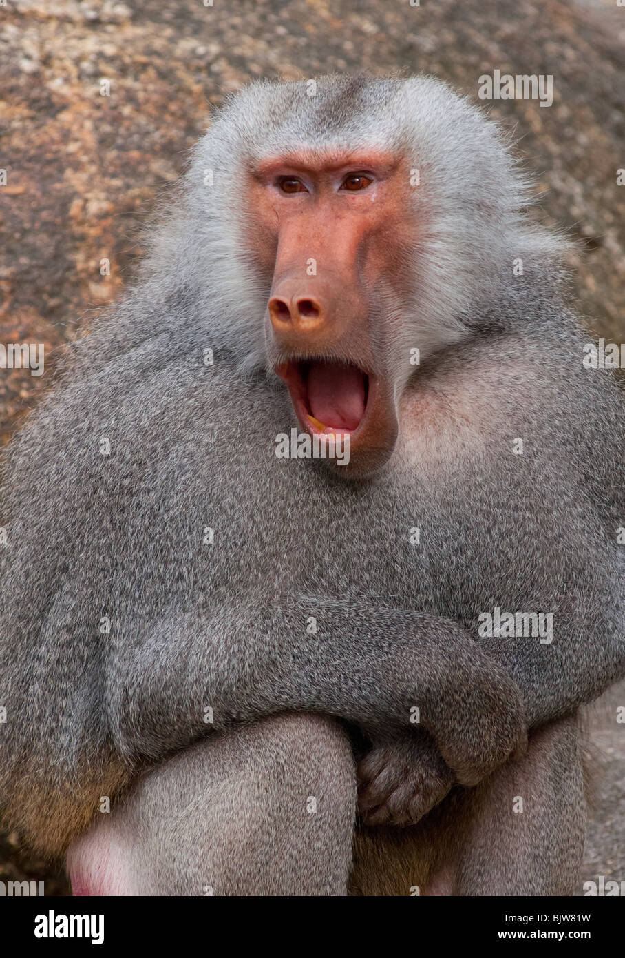 A mature male Hamadryas baboon looking shocked! Stock Photo