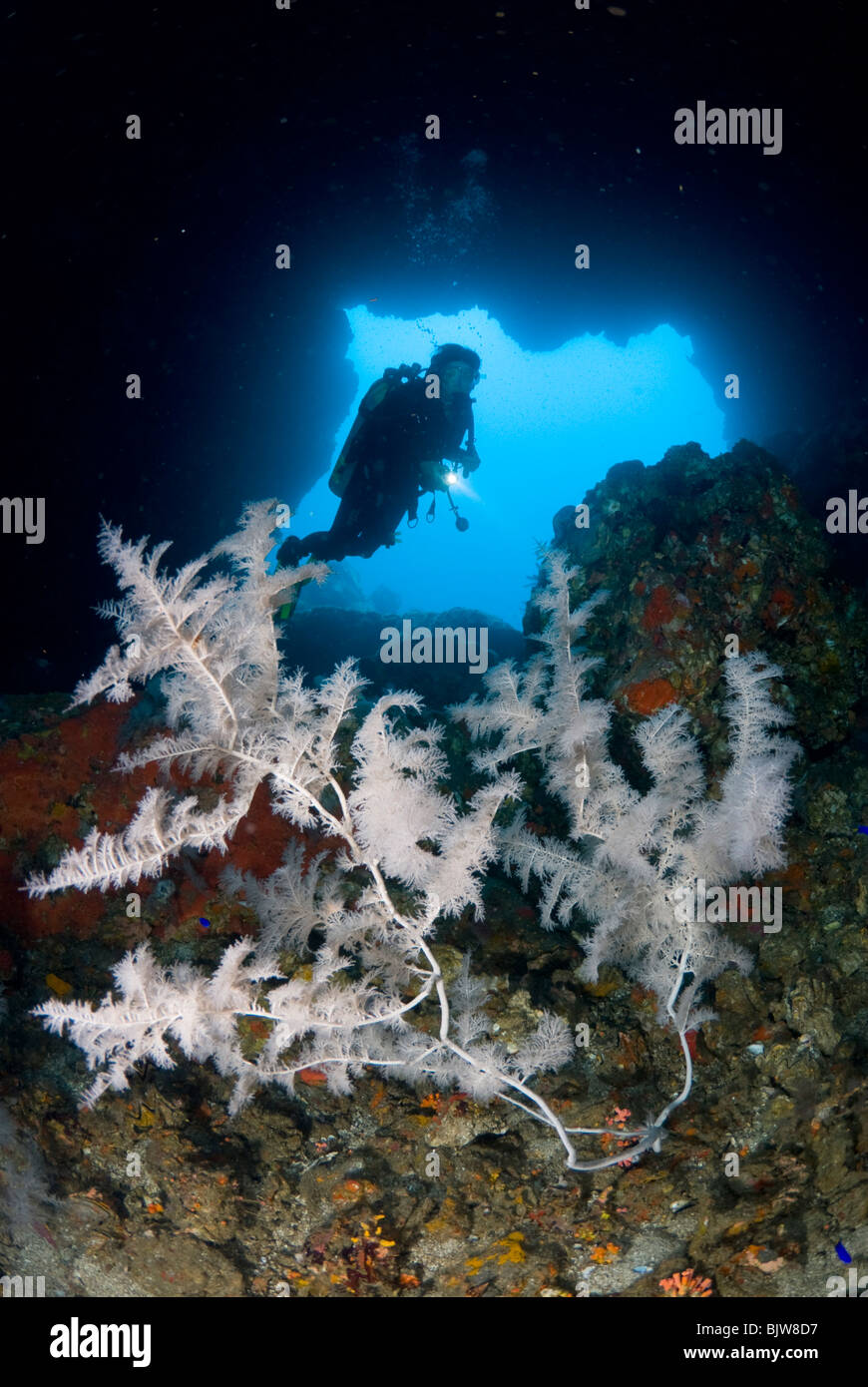 Scubadiver discovering a swim through in Burma Stock Photo