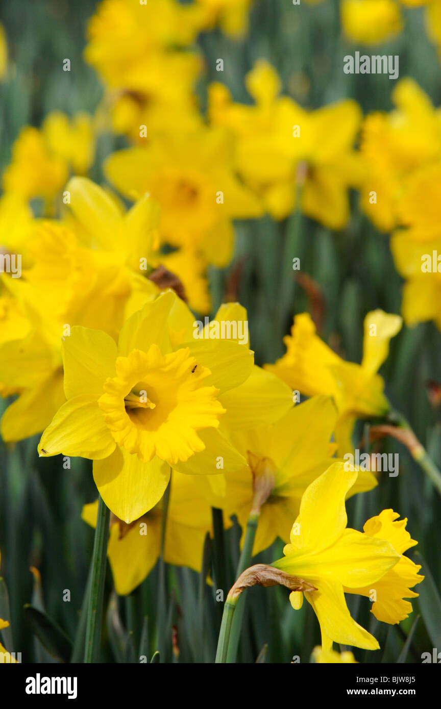 A group of cheerful spring daffodils outside in natural setting Stock Photo