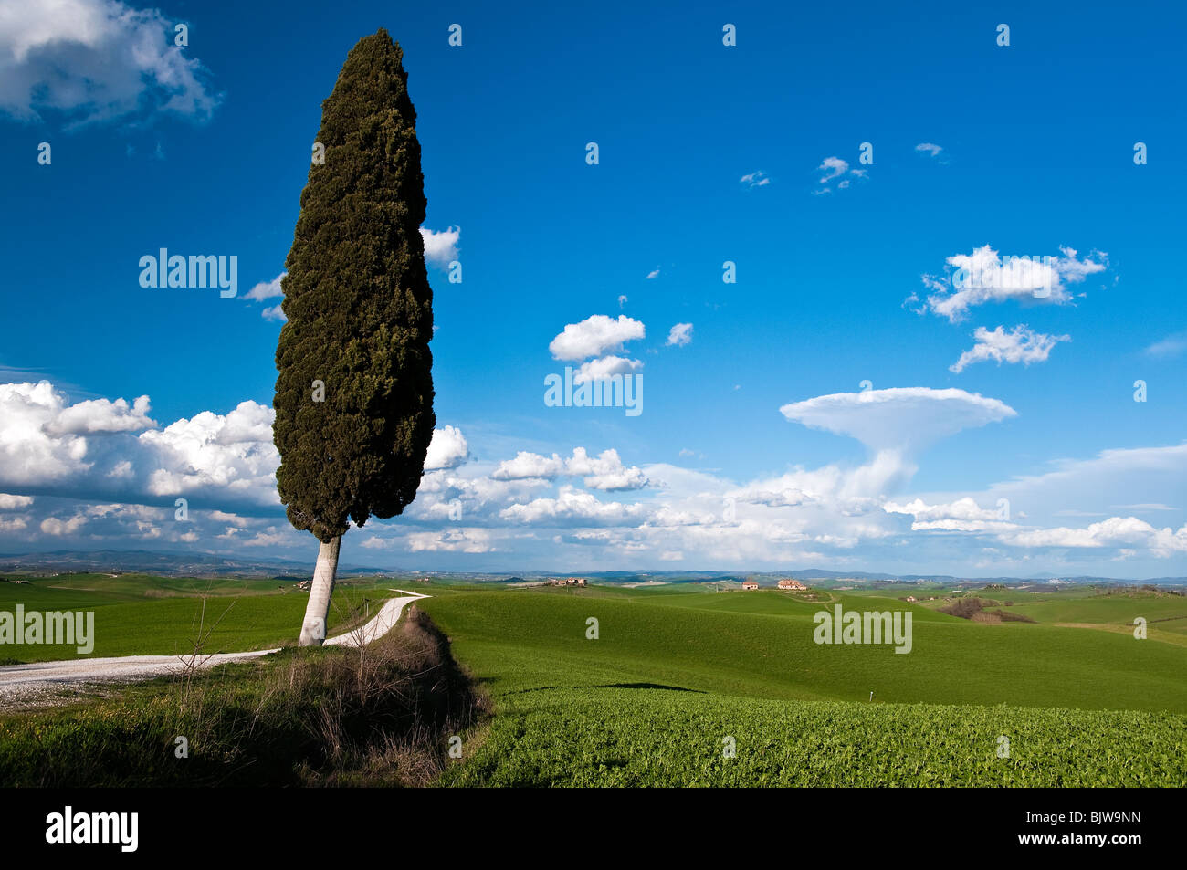 Tuscany landscape with lonely cypress tree, Corsanello, Siena, Tuscany, Italy Stock Photo