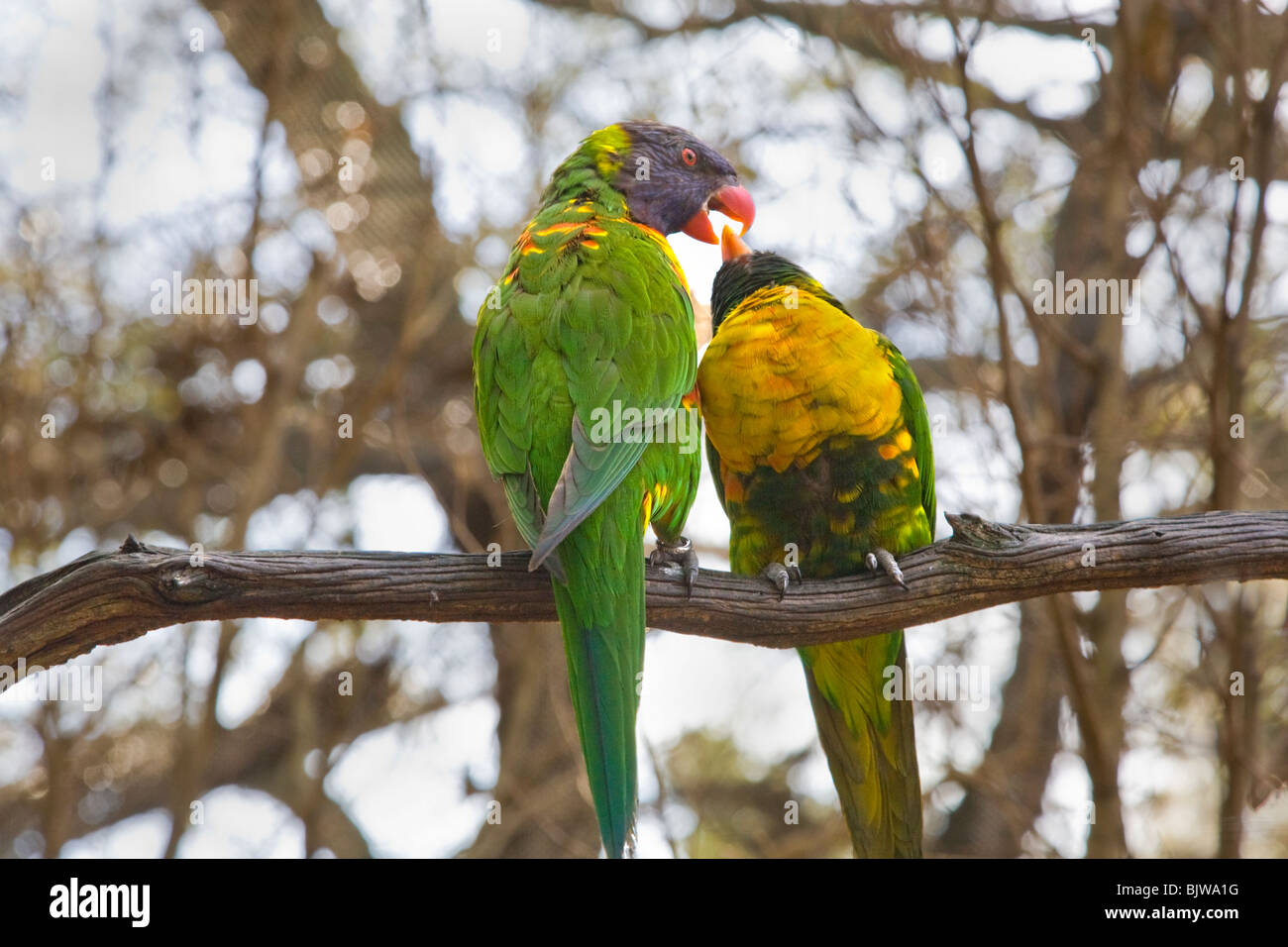 Pair of colorful tropical birds at Busch Gardens in Tampa Florida Stock Photo