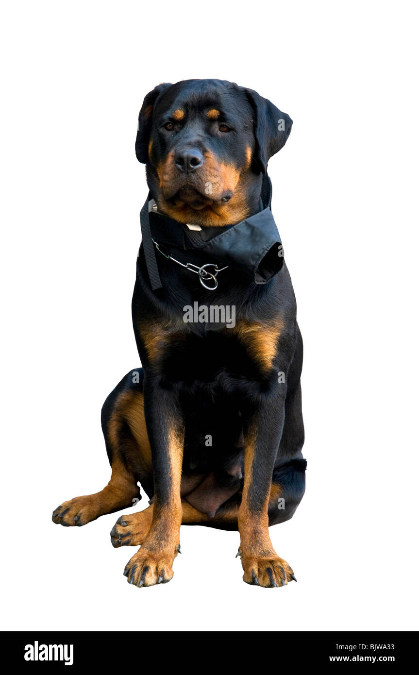 Female Rottweiler on a white background Stock Photo