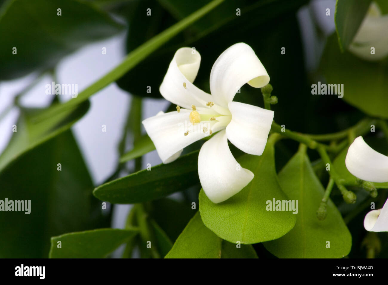 Orange jasmine plant in bloom Stock Photo Alamy