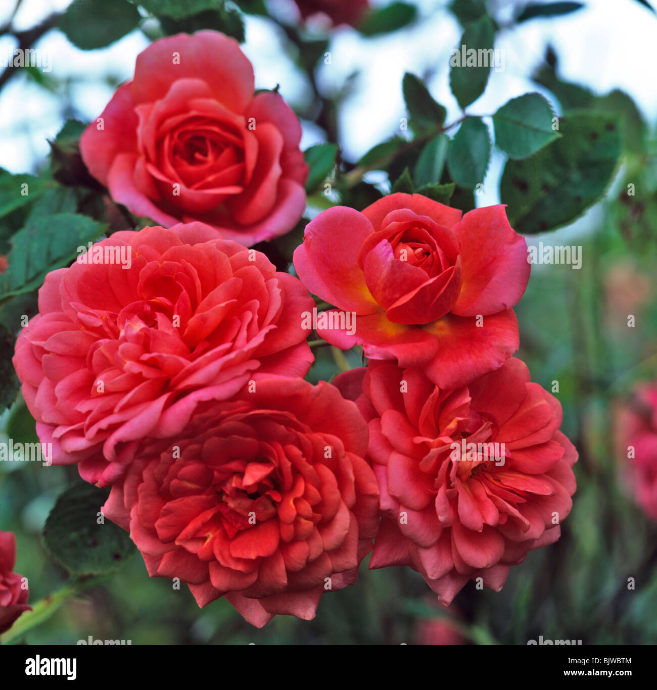 A close up picture of the Rosa 'Lady Penelope' Stock Photo