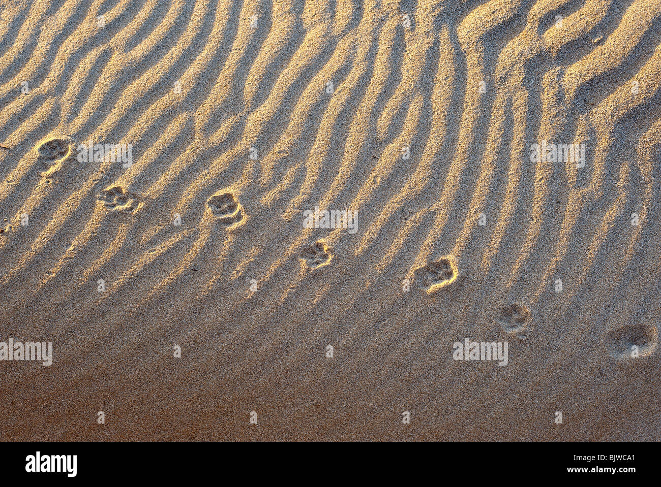 Paw prints in the sand Stock Photo Alamy