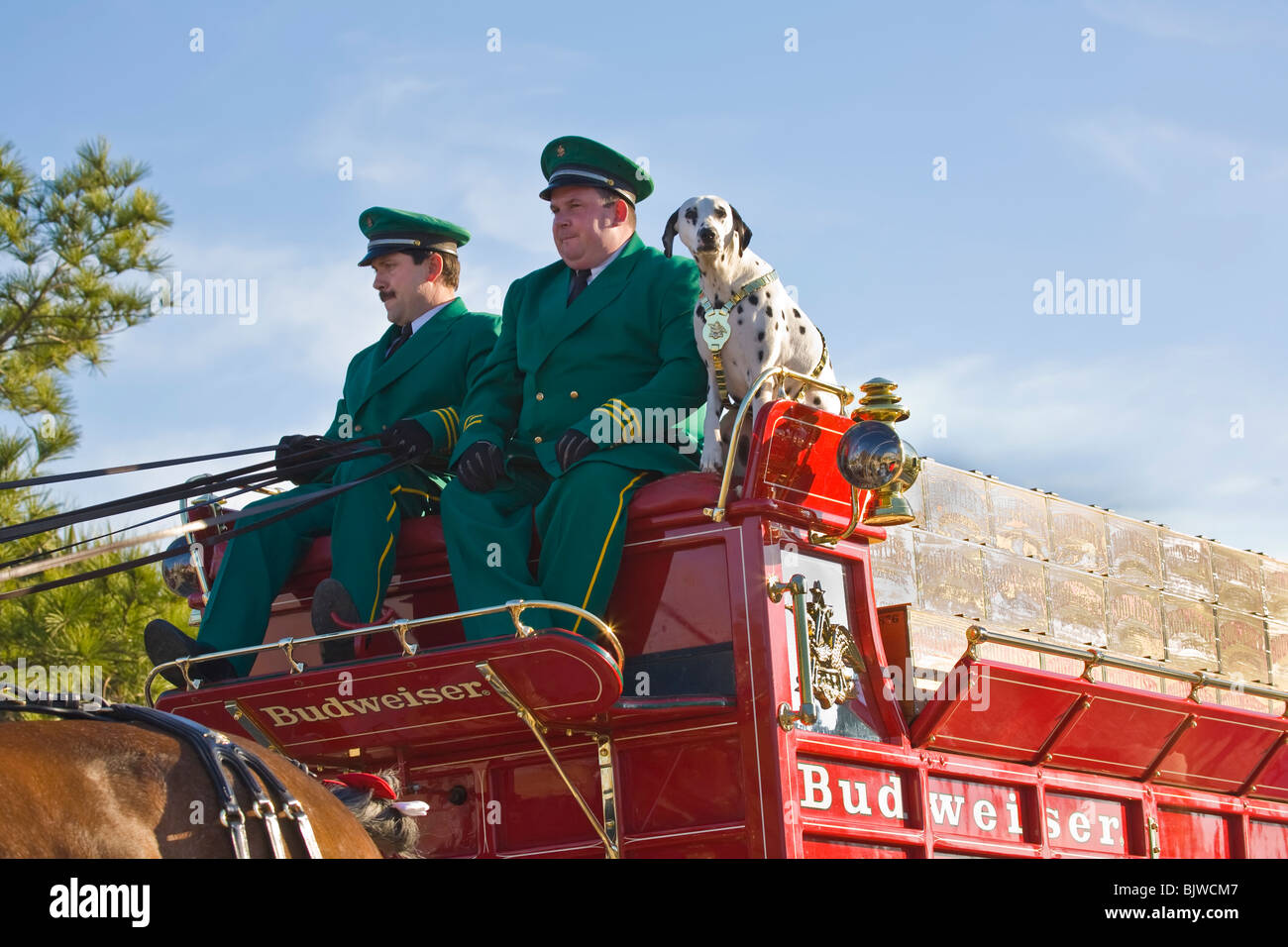 Dalmatian dog and drivers of Budweiser Clydesdale horses and beer wagon in Venice Florida Stock Photo