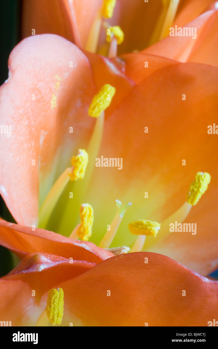 Macro of the stamen and pestle of Hippeastrum flower Stock Photo