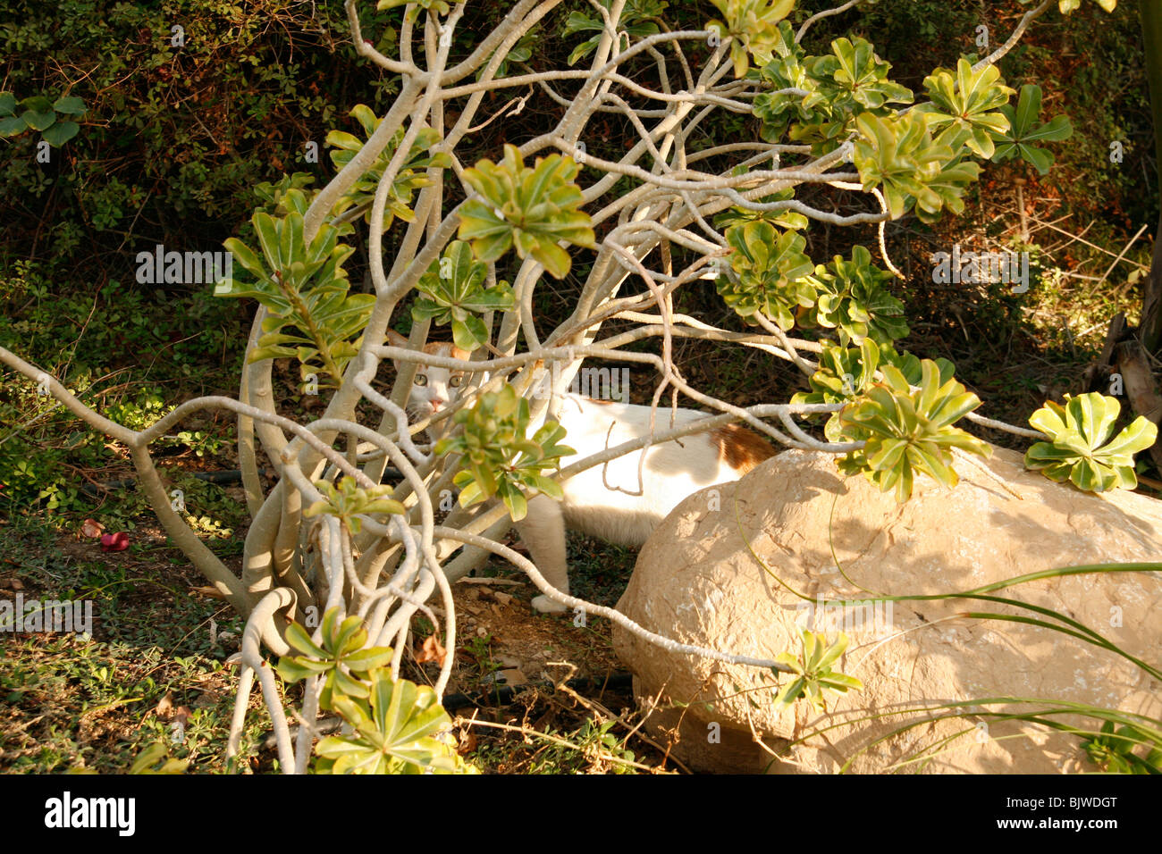 Domestic cat hunting in the garden Stock Photo - Alamy