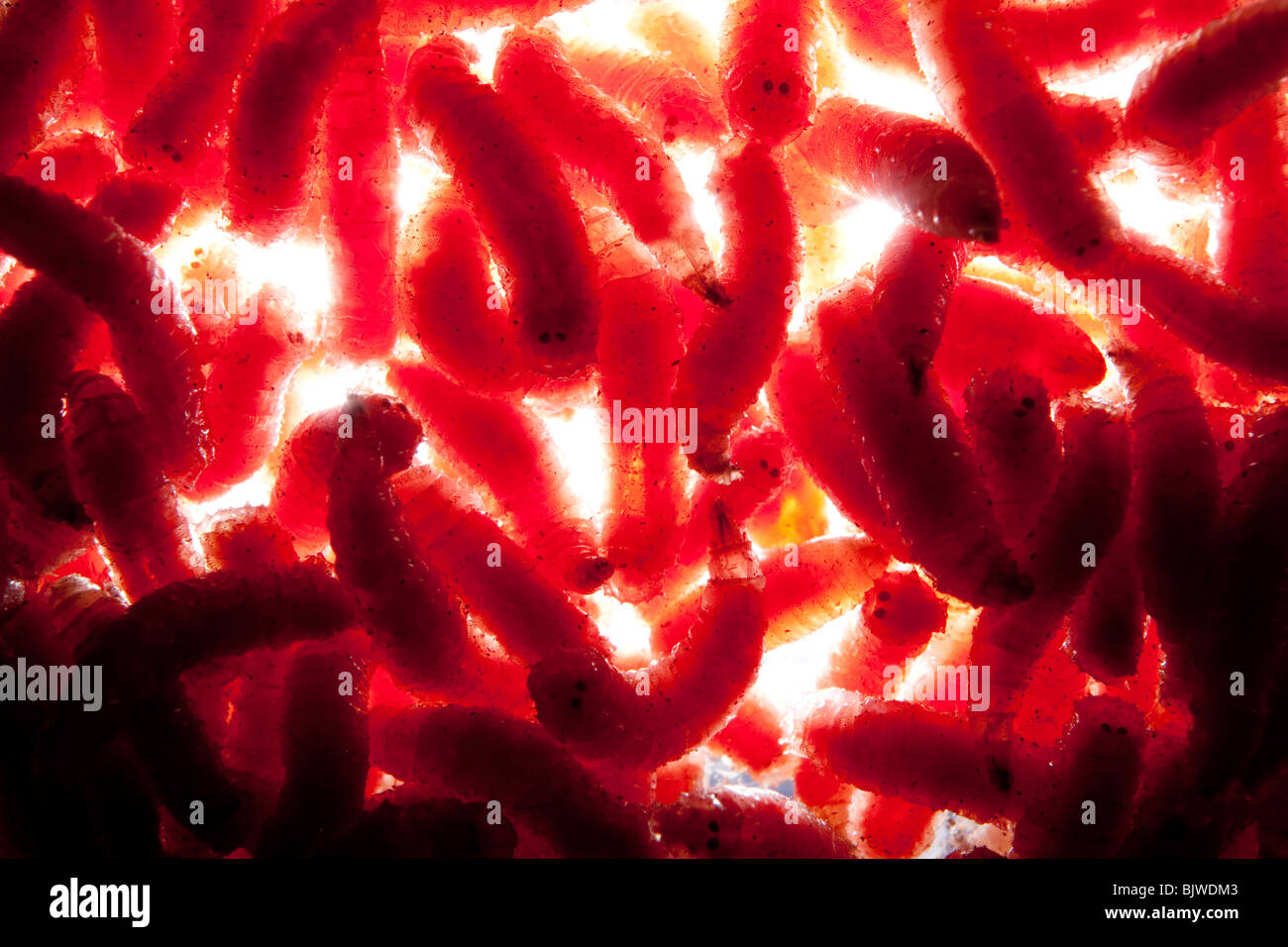 coloured maggots Stock Photo