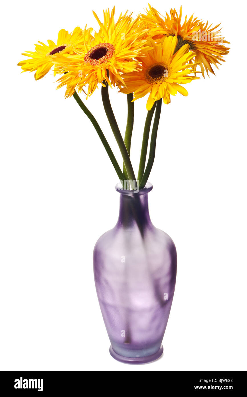 daisy isolated on a pure white background Stock Photo