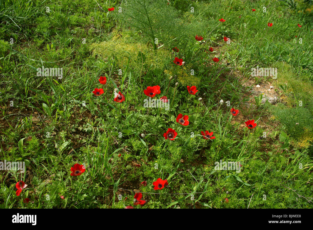 Flourishing wild species hi-res stock photography and images - Alamy