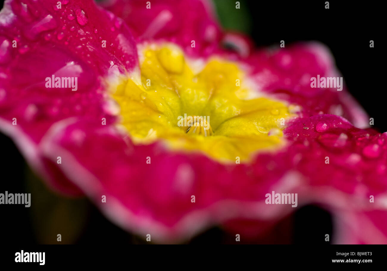 Bright pink primrose with yellow centre covered in morning dew drops. Taken in the garden Stock Photo