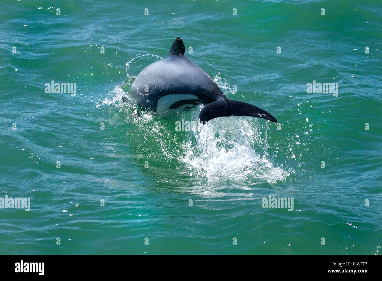Dolphin Fish Jumping Wallpaper Dolphin Jumping Out Of Water