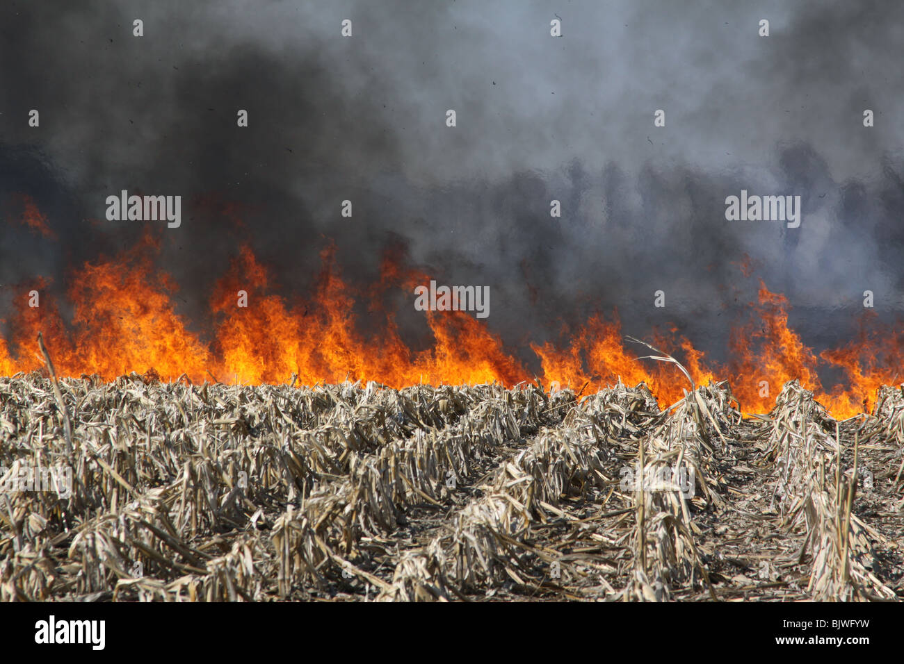 Cornfield fire Michigan, Spring, USA by Dembinsky Photo Assoc Stock