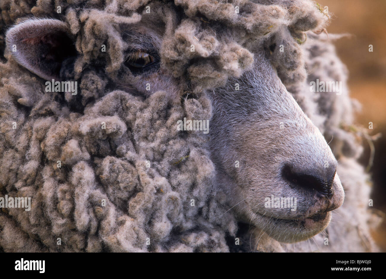 Corriedale sheep hi-res stock photography and images - Alamy