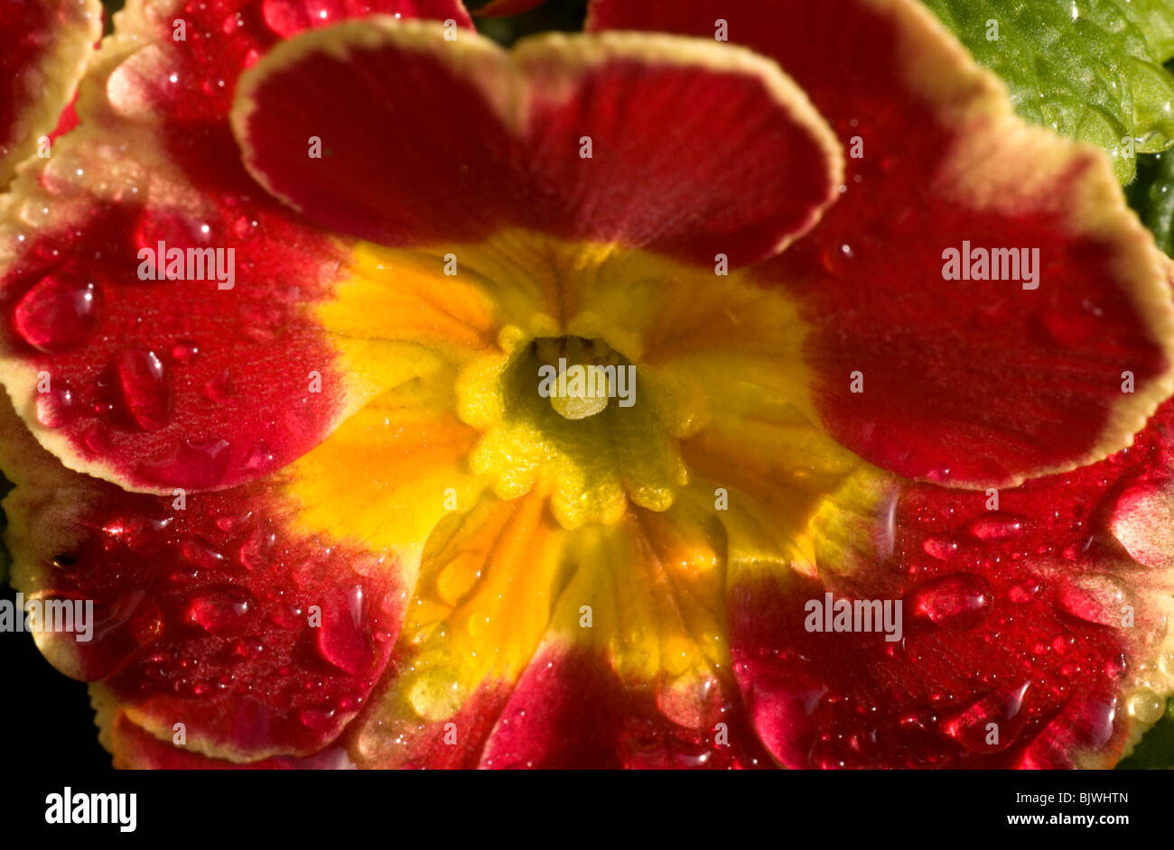 Red and yellow primrose - close up of centre covered in morning dew Stock Photo