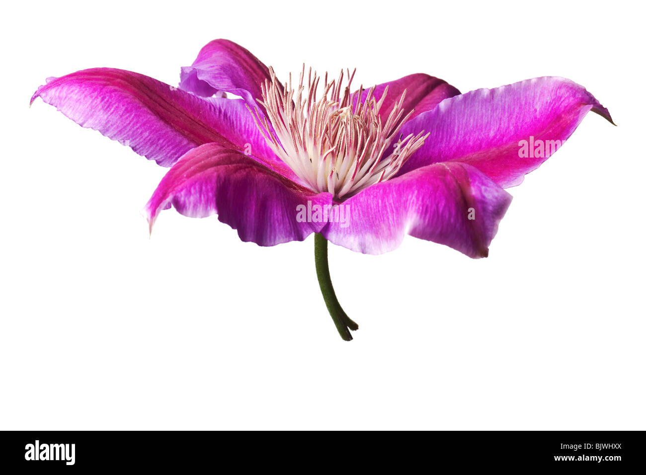 Pink and purple clematis isolated on white background. Clean pure white background- no grey! Stock Photo