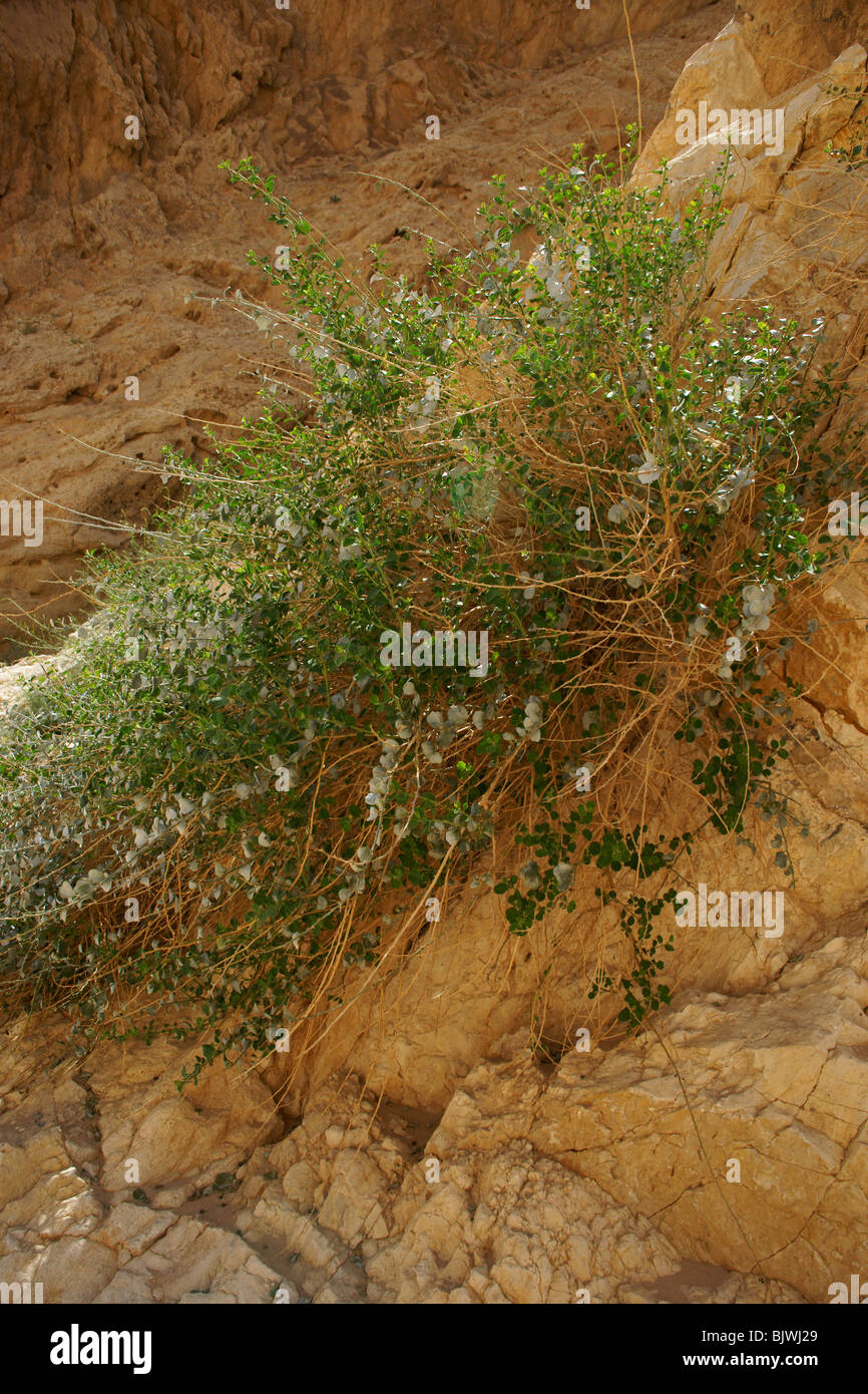 Small Machtesh Negev Aspect Stock Photo