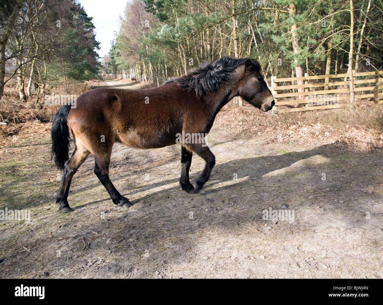 Exmoor pony used for conservation grazing Suffolk Sandlings heathland