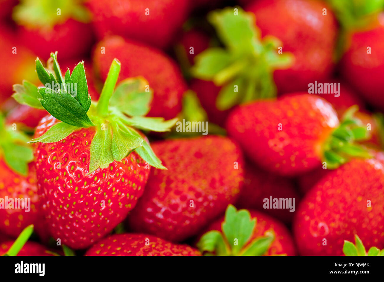 Red strawberry leaves hi-res stock photography and images - Alamy