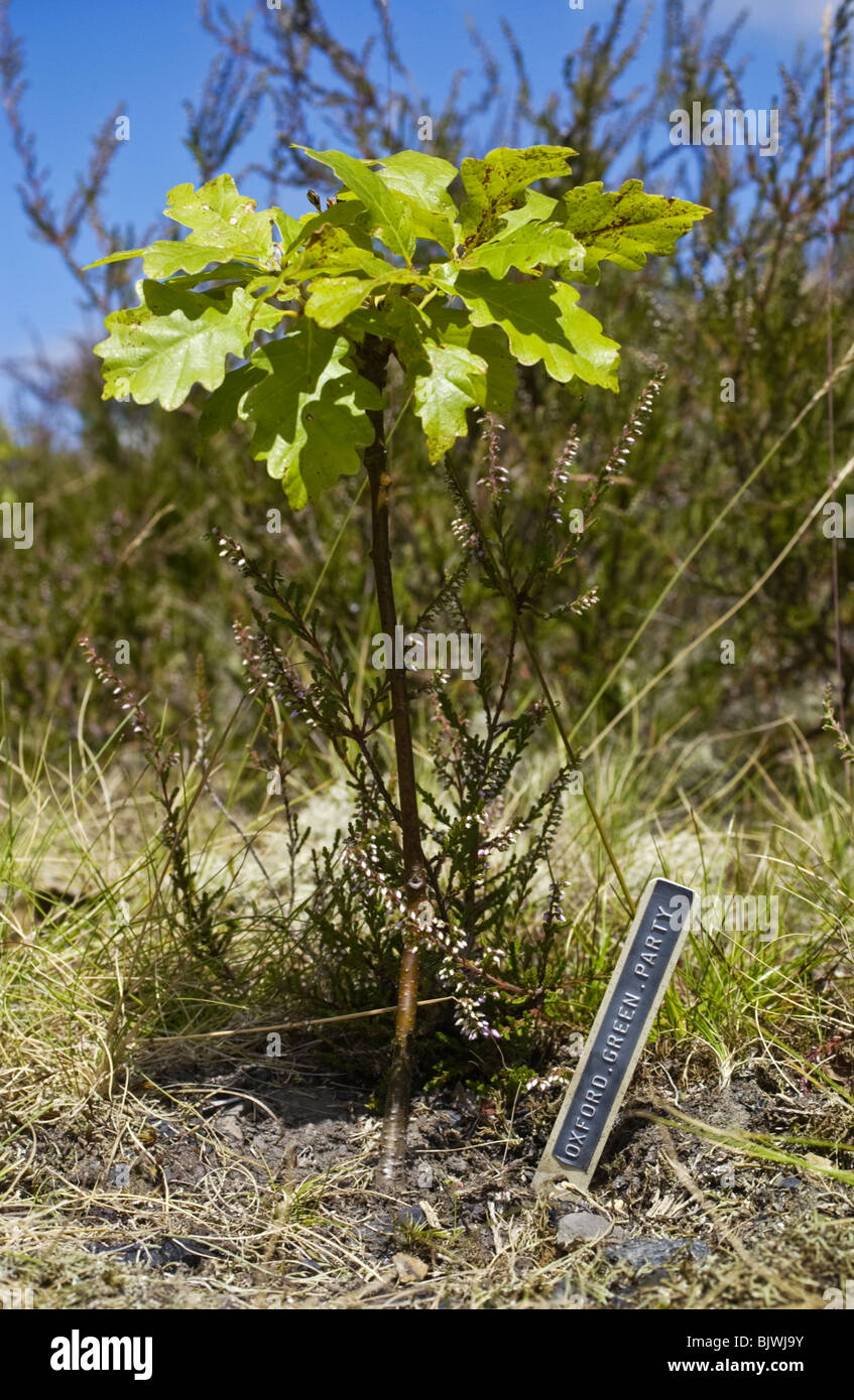 Oak saplings sponsored by Oxford Green Party on reclaimed coal tips at Varteg Field Trial Site near Pontypool, South Wales UK Stock Photo