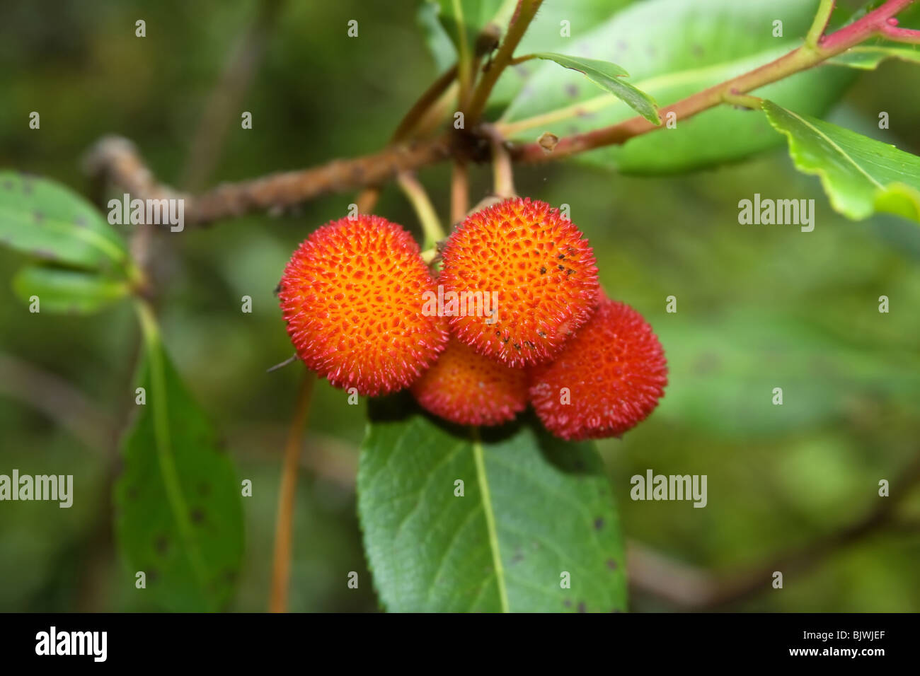 Arbutus unedo is an evergreen plant typical of the Mediterranean region. The fruit is a red aggregate drupe with a rough surface Stock Photo