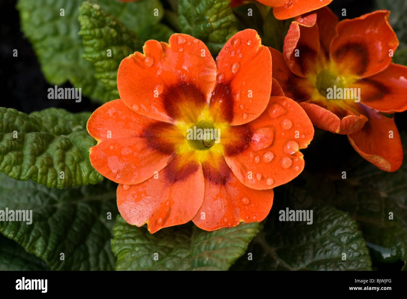 Small orange primroses covered in dew. Stock Photo
