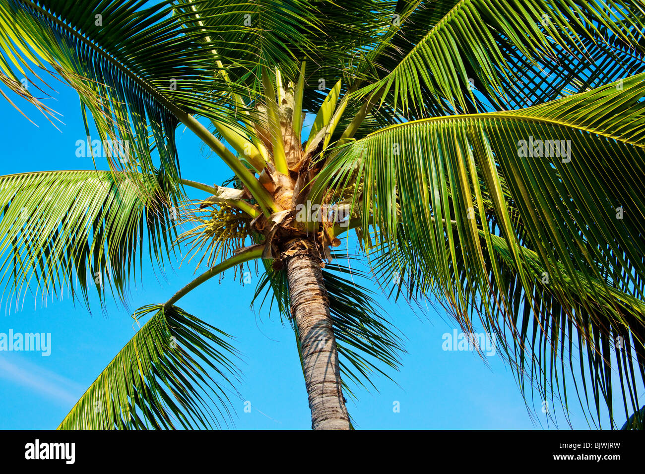 Hawaiian palm trees shot from below on a sunny day Stock Photo