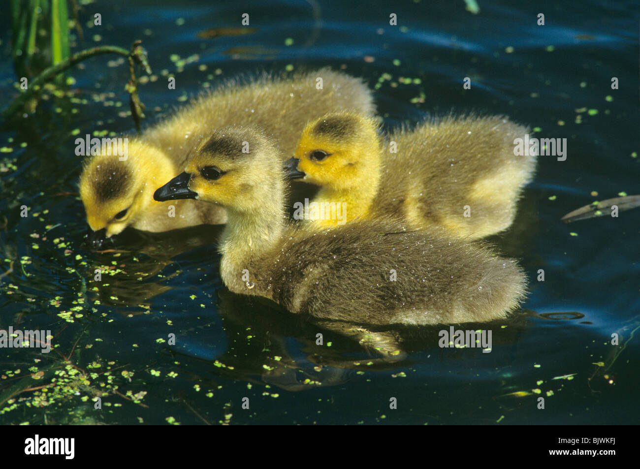 Canada Goose Goslings Branta canadensis feeding on Duckweed North America, by Ted Nelson/Dembinsky Photo Assoc Stock Photo