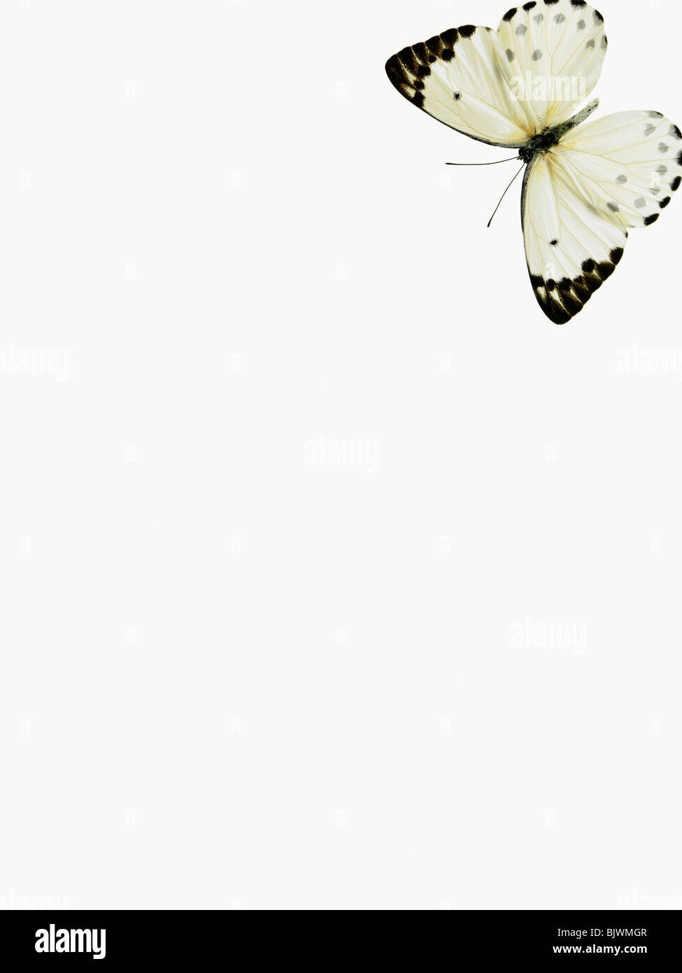 Black and white bugs hi-res stock photography and images - Alamy