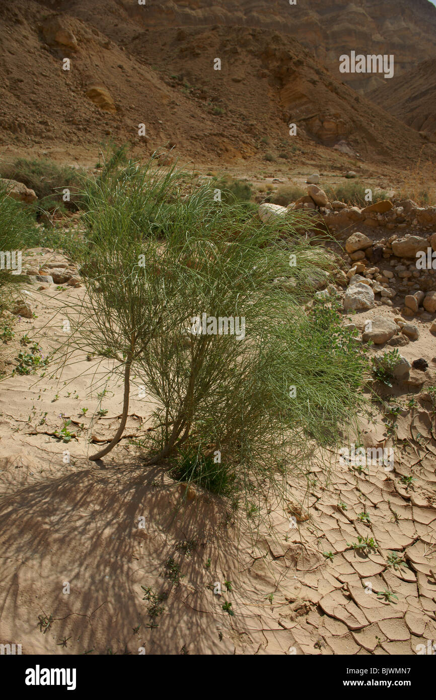 Small Machtesh Negev Aspect Stock Photo